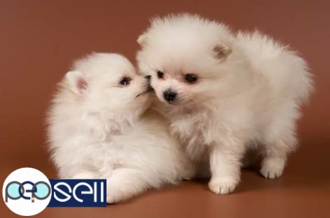 Pomeranian puppies sale | Guruvayur free classifieds