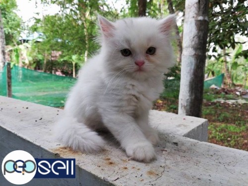 PERSIAN CAT FOR SALE 0 