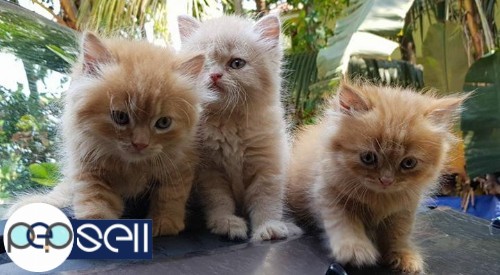 PERSIAN CAT FOR SALE 1 