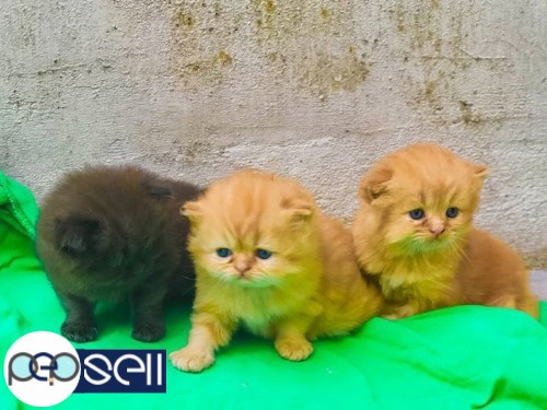 PERSIAN CAT FOR SALE 2 
