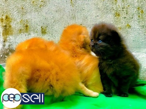 PERSIAN CAT FOR SALE 3 
