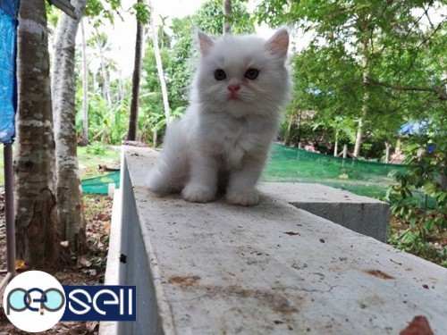 PERSIAN CAT FOR SALE 4 