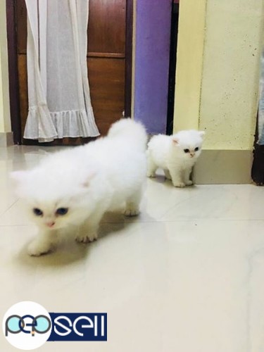 PERSIAN CAT FOR SALE 5 