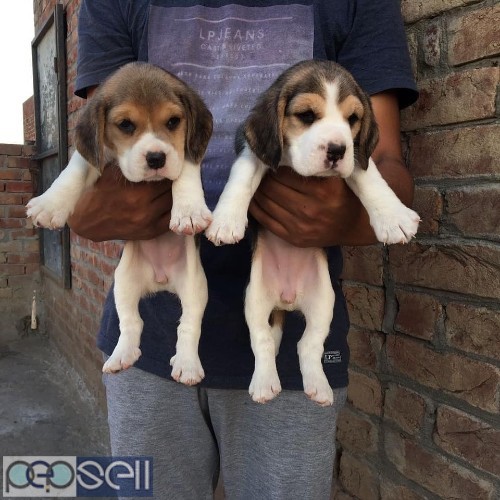 Superb quality beagle puppies available in Bangalore 0 