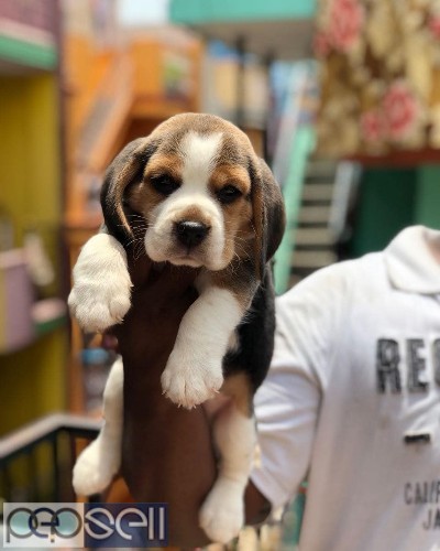 Superb quality beagle puppies available in Bangalore 1 
