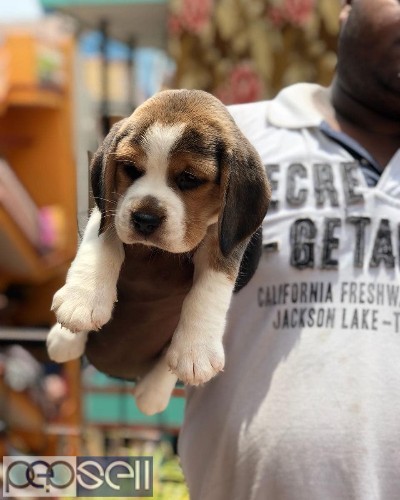 Superb quality beagle puppies available in Bangalore 2 