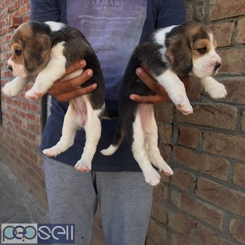 Superb quality beagle puppies available in Bangalore 4 