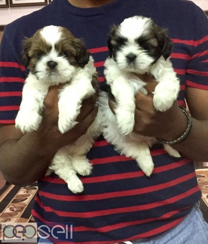 Outstanding quality shihtzu puppies available  0 
