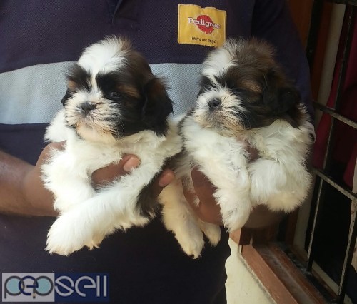 Outstanding quality shihtzu puppies available  1 
