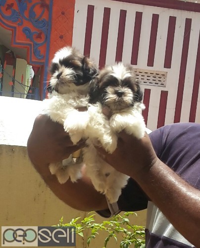 Outstanding quality shihtzu puppies available  2 