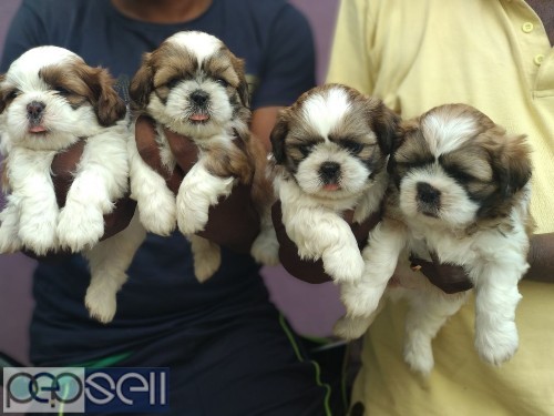 Outstanding and excellent quality shih tzu puppies available with us  0 
