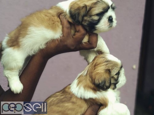 Outstanding and excellent quality shih tzu puppies available with us  1 
