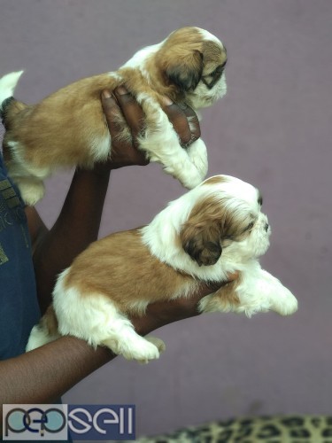 Outstanding and excellent quality shih tzu puppies available with us  2 