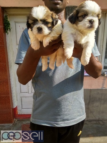 Outstanding and excellent quality shih tzu puppies available with us  3 
