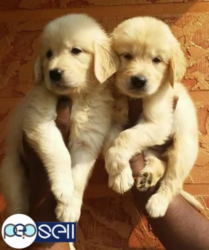 Golden Retriever puppy for sale at Ernakulam 0 
