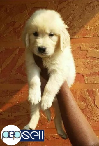 Golden Retriever puppy for sale at Ernakulam 1 