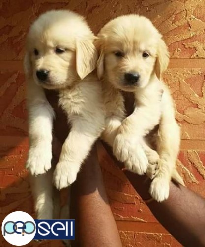 Golden Retriever puppy for sale at Ernakulam 2 