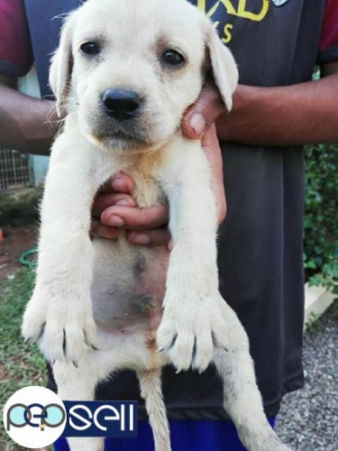 Lab puppies For sale at Kottayam 0 