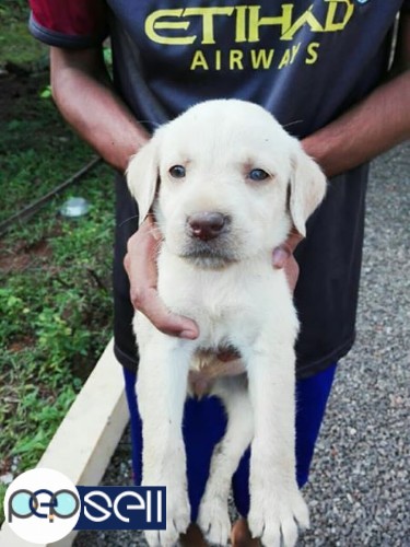 Lab puppies For sale at Kottayam 1 