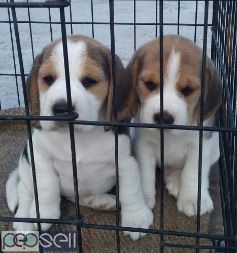 Perfect markings beagle male and female puppies available  0 