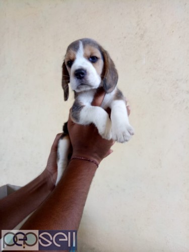Perfect markings beagle male and female puppies available  1 