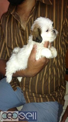 Perfect markings beagle male and female puppies available  2 