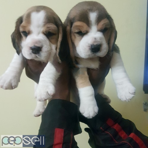Perfect markings beagle male and female puppies available  3 
