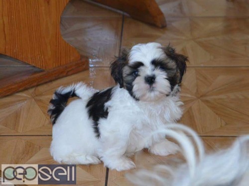 Adorable quality show breed shihtzu puppies available in Bangalore  0 