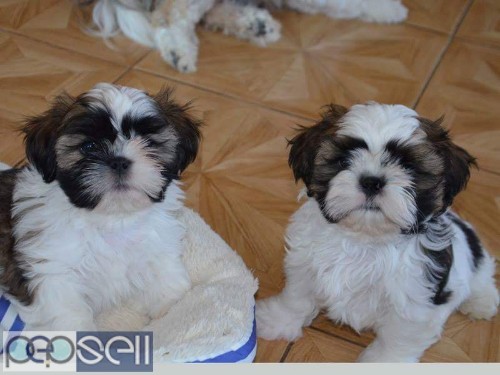 Adorable quality show breed shihtzu puppies available in Bangalore  2 