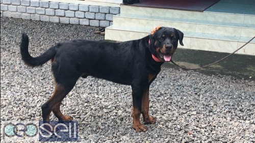 Rottweiler 10 month old male for sale 0 