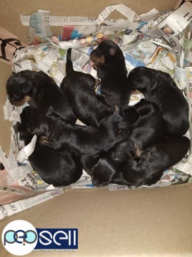Good quality Rottweiler Puppies available for sale 0 