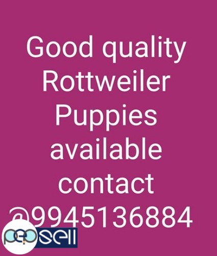 Good quality Rottweiler Puppies available for sale 1 