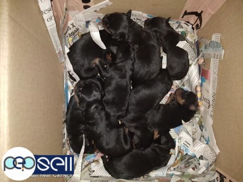 Good quality Rottweiler Puppies available for sale 3 