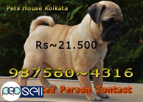 Top Quality GERMAN SHEPHERD Dogs Available At KOLKATA 5 