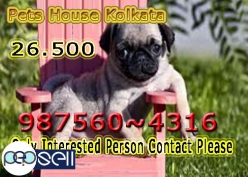 Top Quality PUG Dogs Available At KOLKATA Call Only If Interest 0 