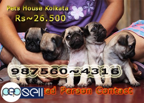 Top Quality PUG Dogs Available At KOLKATA Call Only If Interest 3 