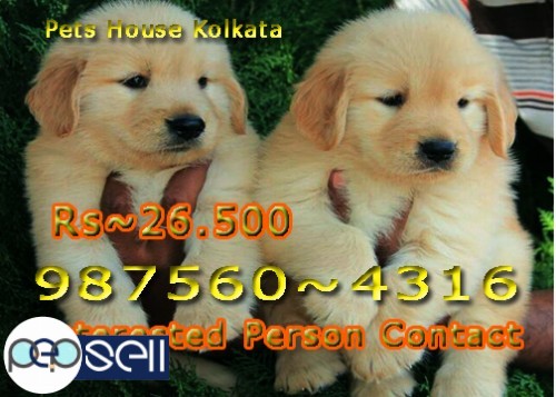 Top Quality PUG Dogs Available At KOLKATA Call Only If Interest 5 