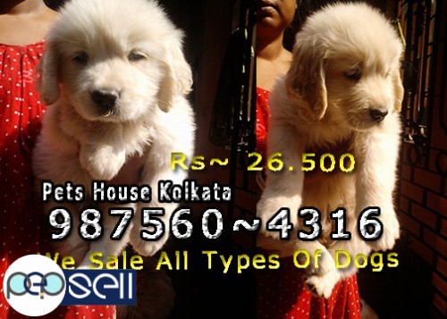 Imported Quality GOLDEN RETRIEVER Dogs available At ~ KOLKATA 3 