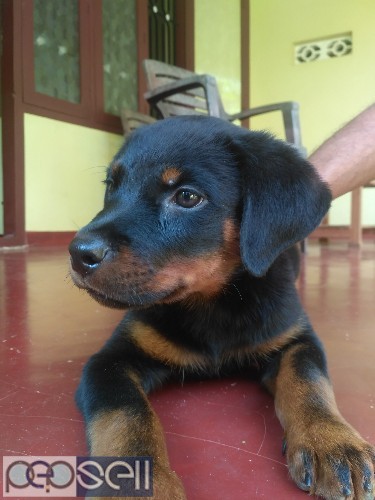 Rottweiler puppy for sale 0 