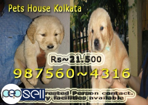 Imported Quality GOLDEN RETRIEVER Dogs Available At ~ DARJILING 1 
