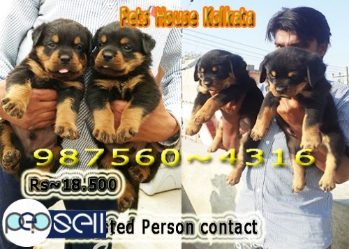 Imported Quality GOLDEN RETRIEVER Dogs Available At ~ DARJILING 2 