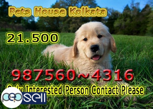 Imported Quality GOLDEN RETRIEVER Dogs Available At ~ DARJILING 3 
