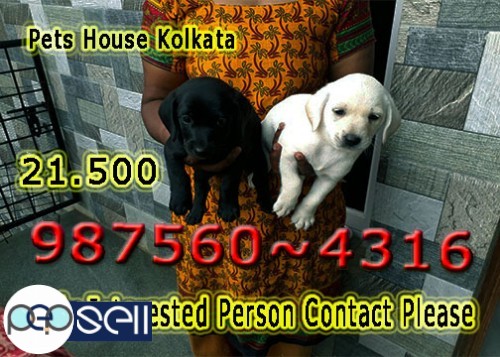Imported Quality KCI REG~ LABRADOR Dogs Available At ~ JAMSHEDPUR 0 
