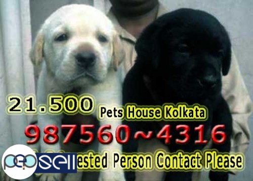 Imported Quality KCI REG~ LABRADOR Dogs Available At ~ JAMSHEDPUR 2 