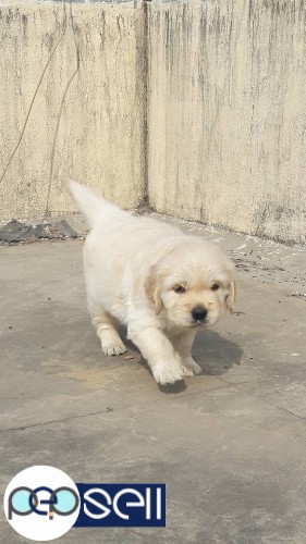 Beautiful Golden Retriever puppies available  0 