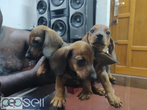 Daschund puppies for sale.2 female one male available. 1 