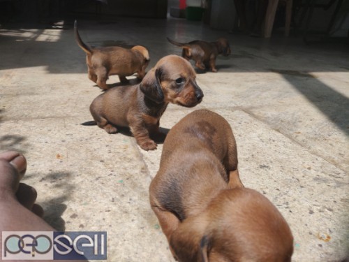 Daschund puppies for sale.2 female one male available. 2 