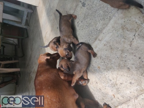 Daschund puppies for sale.2 female one male available. 4 