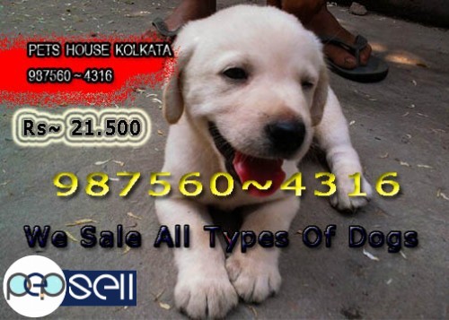 Show Line Up Imported LABRADOR Dogs Available At ~ KOLKATA 1 