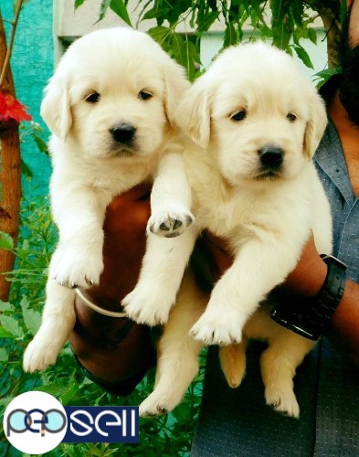 Show quality Golden Retriever puppies available for sale 0 